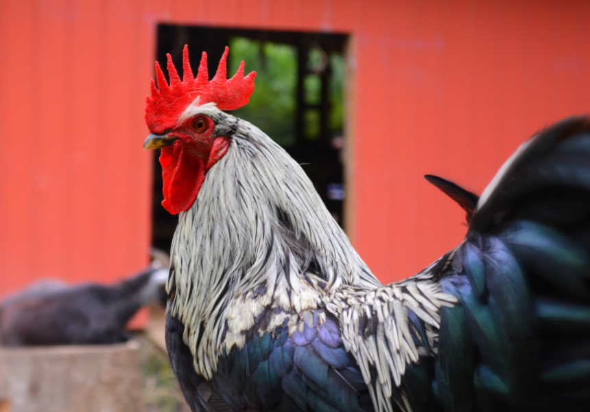 The Hen