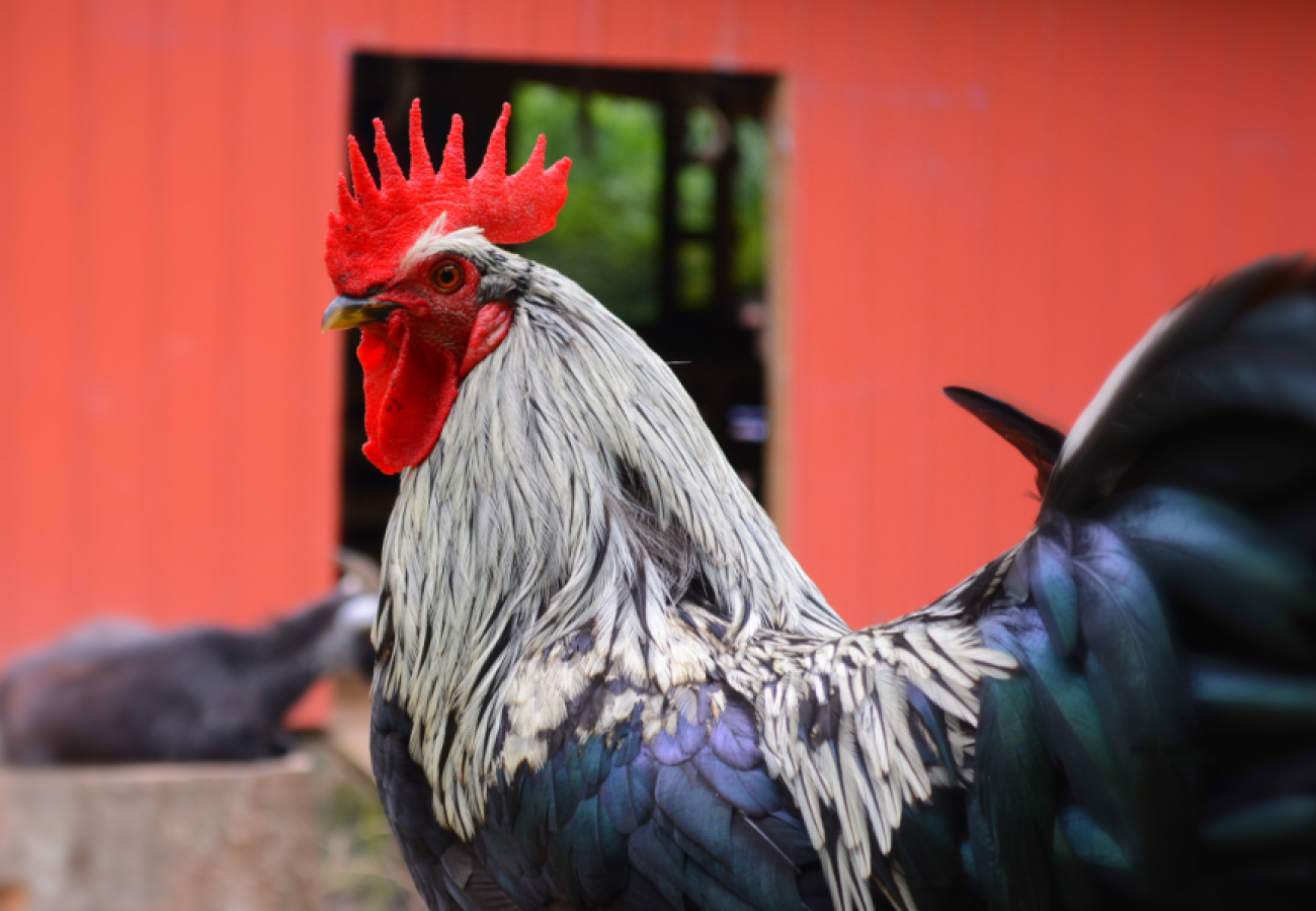 The Hen